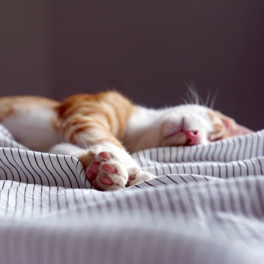 What is a cat nap and why should you do it? Tips and benefits - lesatoutsdugaz