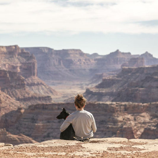 Traveling with dogs: a quick guide for proud owners - Ostrichpillow